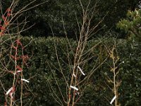 Hamamelis Birgit 2015 02 07 3239  175-200 cm, 80 Euro